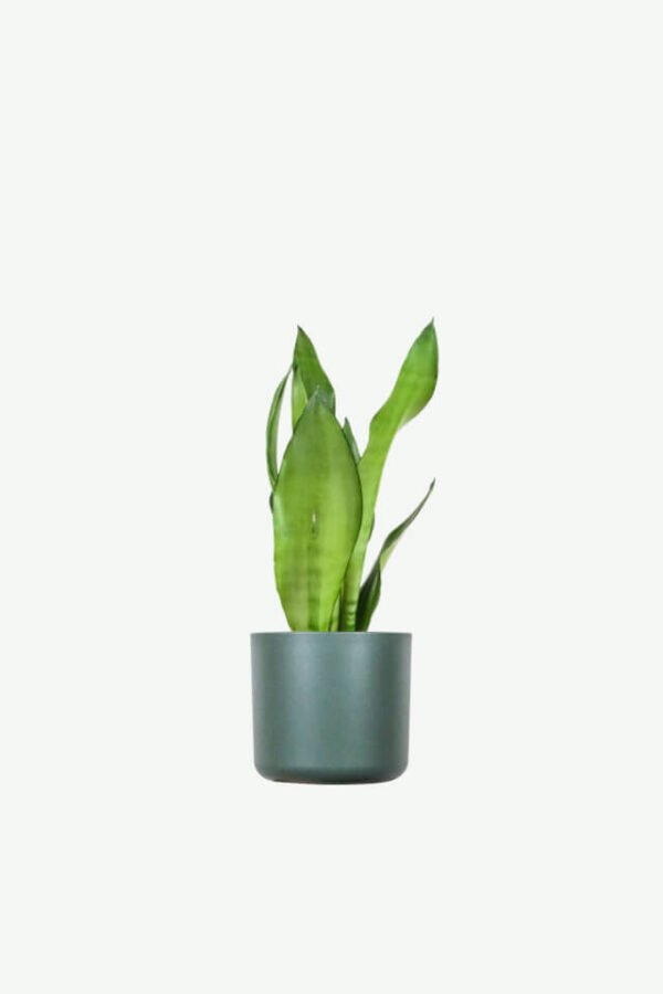 Sansevieria Golden Flame